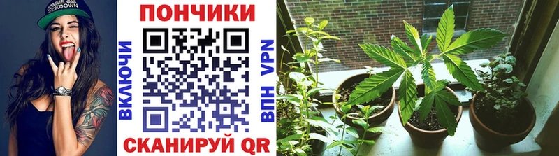 Конопля индика Берёзовский
